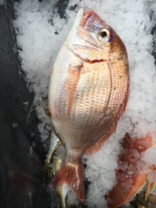 ☆ぜひ釣りたい！☆