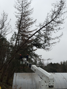 ビニールハウスに掛かる枯松伐採作業