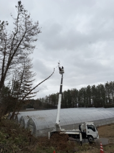 枯れ松（松枯れ）の被害が深刻、拡大化している